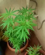 Chennai Election Squad Busts Online Cab Ganja Smuggling Ring, Seizes 23kg