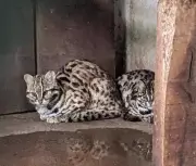 Chennai Zoo Welcomes Himalayan Black Bears and Leopard Cats in Conservation Exchange