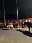 Chennai's Chitlapakkam Lake Area Faces Health Crisis from Uncollected Garbage