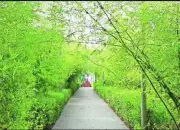 Chennai's Tambaram to Get Two New Bamboo Parks, Boosting Green Cover