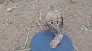 Cobra Entangled in Brush Cutter Blade Rescued After Two-Hour Operation in Karnataka