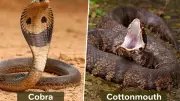 Cobra vs Cottonmouth: A Comparative Analysis of Two Feared Venomous Snakes