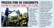 Coconut Crisis in Andhra Pradesh as Gulf Exports Halt Amid Iran-Israel Conflict