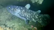 Coelacanth: The Living Fossil Fish That Defied 66 Million Years of Extinction