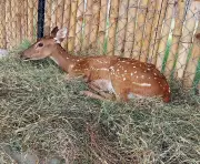 Coimbatore Wildlife Centre Successfully Treats Two Injured Spotted Deer