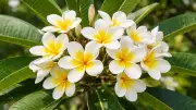 Complete Guide to Growing Fragrant Ketaki Flowers in Your Home Garden