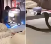 Couple's Thailand Vacation Turns Terrifying with Cobra Encounter
