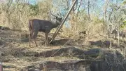 Deer and Nilgai Stun Bhopal Boat Club Visitors in Rare Urban Wildlife Encounter