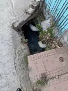 Dehradun Locality Waits 5 Years for Sewer Connections, Health Risks Mount