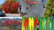 Delhi's Spring Bloom Transforms Urban Landscape with Vibrant Colors