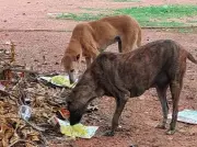 DRDO Bengaluru Faces Notice Over Alleged Illegal Capture of 22 Community Dogs