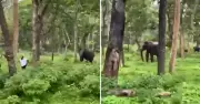 Elderly Man Seriously Injured in Elephant Attack in Chhattisgarh's Raigarh District