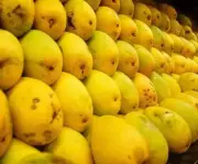 Election Code Disrupts Krishnagiri Mango Price Talks, Farmers Fear Losses