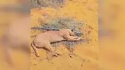 Endangered Caracal Hunted in Rajasthan, Carcass Burnt to Destroy Evidence