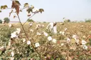Experts Urge Coordinated Action to Revive Declining Cotton Cultivation in Northern India