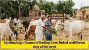 Feeding Cows by Day of Week: Spiritual Benefits and Cultural Significance