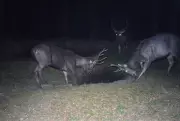 First Camera Trap Captures Sambar Deer in Himachal's Kalatop-Khajjiar Sanctuary