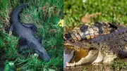Florida's Unique Ecosystem: Where American Alligators and Crocodiles Coexist