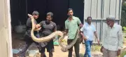 Giant 10.5-Foot Python Rescued from Navi Mumbai Scrap Shop by Wildlife Activists
