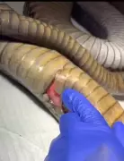 Giant 12-Foot King Cobra Rescued, Treated, and Released Back to Wild in Karnataka