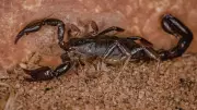 Giant Forest Scorpion: The Gentle Giant of India's Tropical Forests