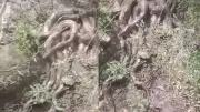 Giant Python Cluster Spotted Near Himachal Temple, Video Goes Viral