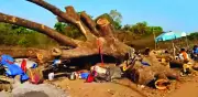 Goa Road Widening Sparks Outrage Over Mass Tree Felling in Curchorem-Cacora