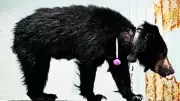 GPS-Collared Sloth Bear Captured After 50km Trek to Shivamogga Airport