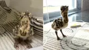 Great Indian Bustard Conservation Breakthrough: First AI Chick Born at Ramdevra Centre