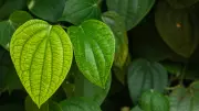 Growing Betel Leaf Plant at Home: A Complete Guide from Single Leaf