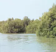 Gujarat's New Forest Policy Prioritizes Wetlands, Mangroves for 15% Green Cover by 2047