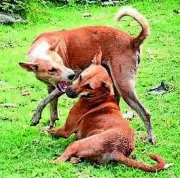 Gurgaon Girl, 5, Saved from Amputation After Stray Dog Attack, Doctors Perform Emergency Vascular Surgery