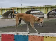 Hassan District Launches Major Drive to Combat Rising Dog Bite Cases and Rabies Threat