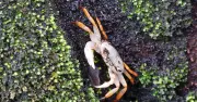 Hidden Freshwater Crabs of Western Ghats Reveal Ecosystem Health Secrets