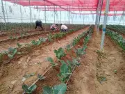 Himachal Farmers to Supply Fresh Produce to ITBP Under New Agreement