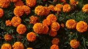 How to Grow Sacred Marigold Flowers in Your Home Garden: A Complete Guide