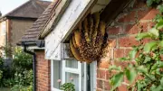 How to Spot a Honey Bee Nest in Your Home: Key Signs and Safety Tips