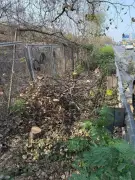 Hyderabad HMDA Fells 100+ Bauhinia Trees Without Permission, Sparks Environmental Outcry