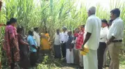 ICAR-SBI Showcases New Sugarcane Variety Co 18009 to Boost Farming in Tamil Nadu