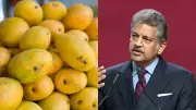 Indian Farmer's 'Sadabahar' Mango Yields Fruit 3 Times a Year, Wins Anand Mahindra's Support