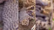 India's Cheetah Population Surpasses 50 Milestone with Newborn Cubs at Kuno