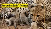 India's Cheetah Reintroduction Hits Milestone with Fourth Cub Born at Kuno