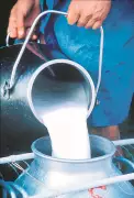 India's Milk Production Soars to 247 Million Tonnes in 2025, NITI Aayog Projects 2047 Demand