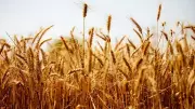 India's Whole Grain Consumption Falls Drastically Below Recommended Levels: Report