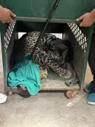 Injured Leopard Rescued Near Holta Cantonment in Palampur, Sparks Habitat Concerns