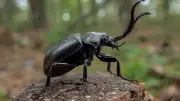 Ironclad Beetle's Uncrushable Armor Inspires Tougher Engineering
