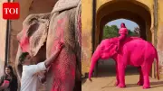 Jaipur's Pink Elephant Photo Shoot Sparks Animal Abuse Outrage Online