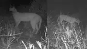 Jaisalmer Forest Department Deploys Camera Traps to Monitor Endangered Caracal Population