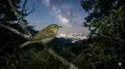 Japan's Hidden Bird: New Warbler Species Discovered After 40 Years