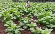 JD(S) Urges Karnataka Government to Rescue Tobacco Farmers Amid Price Crisis